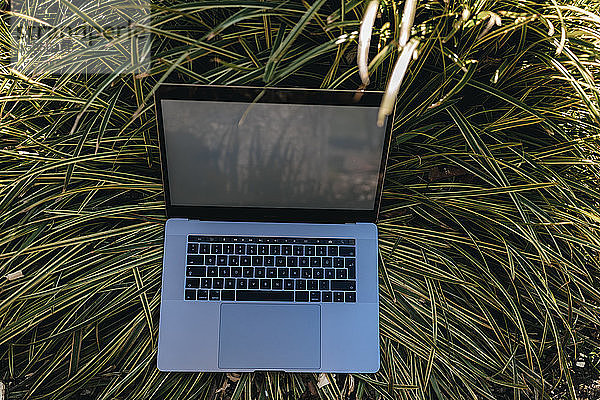 Laptop im hohen Gras
