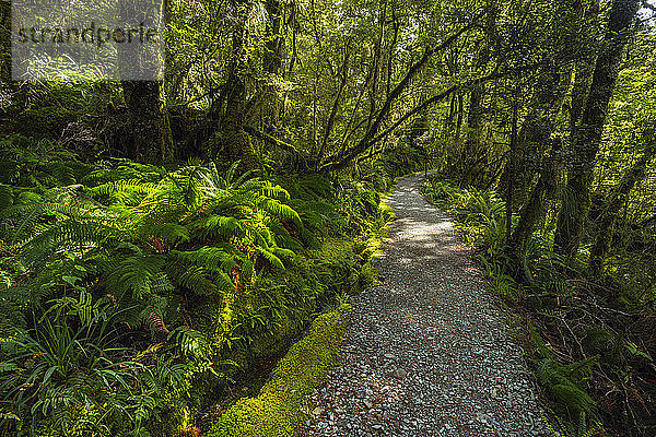 Neuseeland  Southland  Te Anau  Leerer Waldweg im Fiordland-Nationalpark
