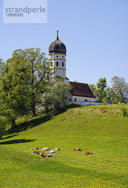 Deutschland  Bayern  Munsing  Rinder entspannen sich im Frühling vor der Mariä-Entschlafenskirche