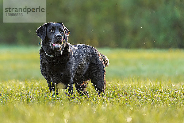 Schwarzer Labrador Retriever auf Wiese