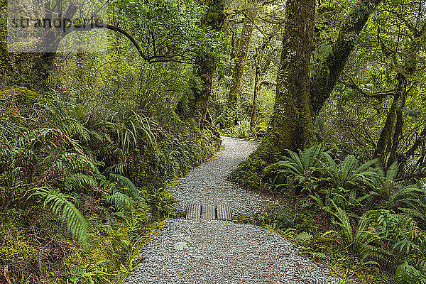 Neuseeland  Southland  Te Anau  Leerer Waldweg im Fiordland-Nationalpark