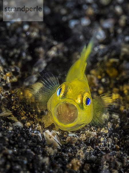 Indonesien  Unterwasserporträt der gelben Clowngrundel (Gobiodon okinawae)