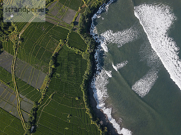Indonesien  Bali  Luftaufnahme von Reisfeldern an der Küste