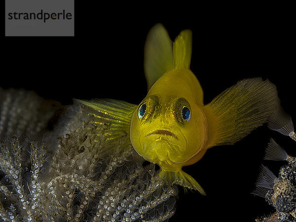 Indonesien  Unterwasserporträt der gelben Clowngrundel (Gobiodon okinawae)