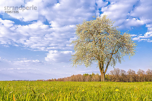 Landschaftliche Ansicht eines Kirschbaums inmitten einer Wiese gegen den Himmel im Schwäbischen Wald