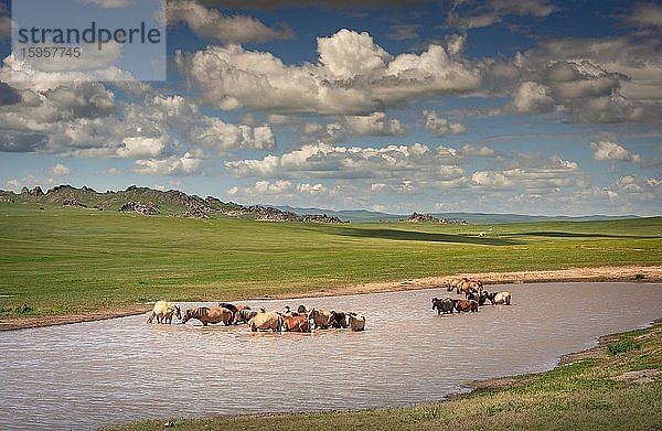 Pferde erfrischen sich an einem heissen Sommertag am Fluss  Provinz Tuv  Mongolei  Asien