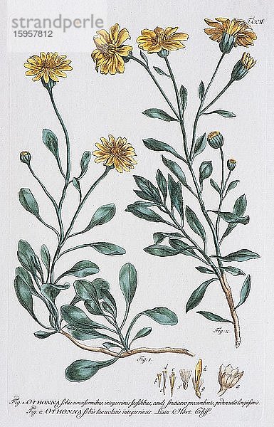 Afrikanisches Jakobskraut (Othonna petiolaris)  handkolorierter Kupferstich aus Das englische Gartenbuch von Philipp Miller  1750