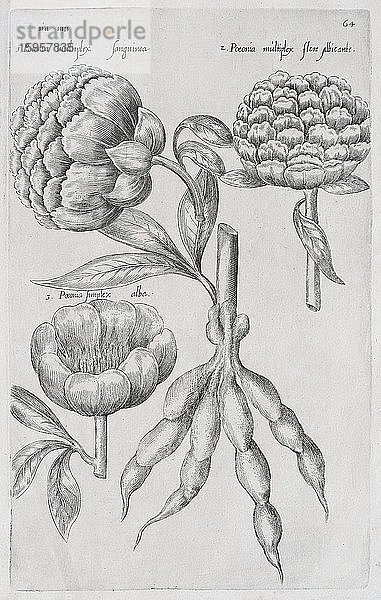 Pfingstrosen (Paeonia)  Kupferstich von Emanuel Sweerts  aus Florilegium Amplissimum et selectissimum  Amsterdam  Niederlande  1614  Europa