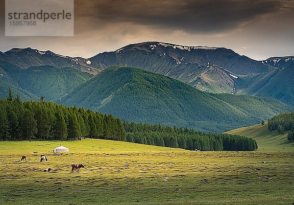 Ein Nomadenzelt oder Ger im Sommer vor dem Hanhuhii-Gebirge  Kühe grasen  Uvs-Provinz  Mongolei  Asien