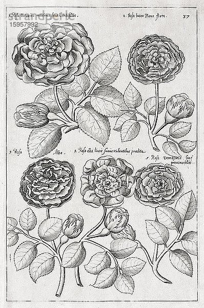 Rosen (Rosa)  Kupferstich von Emanuel Sweerts  aus Florilegium Amplissimum et selectissimum  Amsterdam  Niederlande  1614  Europa