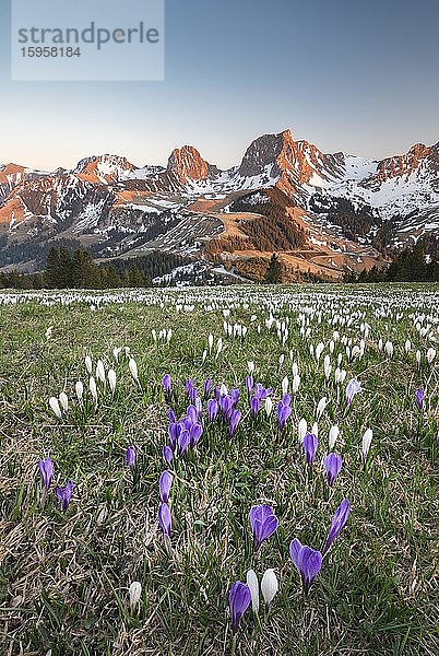 Blühende Krokuswiese beim Gurnigelpass  Berner Alpen mit Nünenenflue  Gantrisch  Berg Ochsen  Berner Oberland  Kanton Bern  Schweiz  Europa