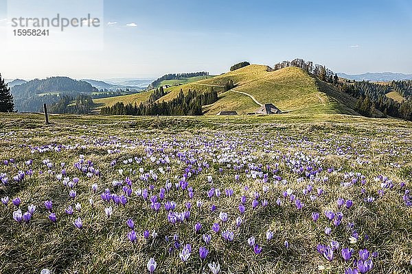 Wiese mit blühenden lila Krokussen (Crocus)  Berglandschaft  Rämisgummen  Emmental  Kanton Bern  Schweiz  Europa