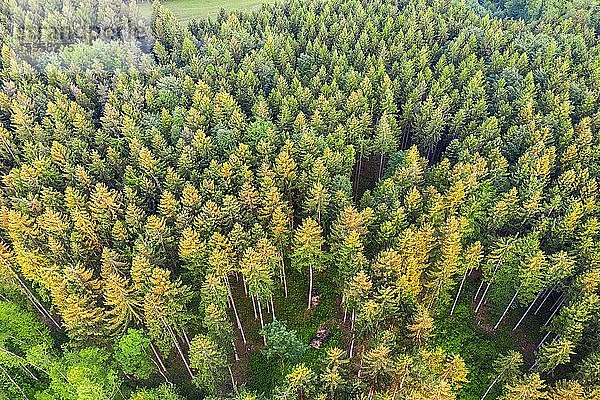 Fichtenwald  Tölzer Land  Drohnenaufnahme  Oberbayern  Bayern  Deutschland  Europa