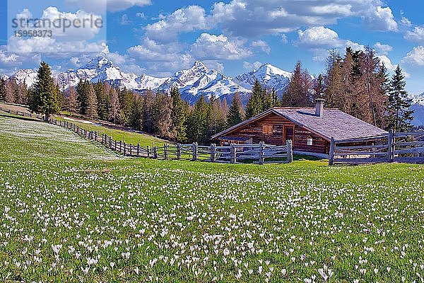 Maiensäss mit blühenden Krokussen  dahinter die schneebedeckten Berge Piz Ela  Corn da Tinizong  Piz Mitgel  Davos  Kanton Graubünden  Schweiz  Europa