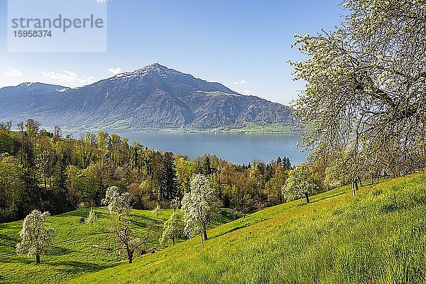 Ausblick auf den Zugersee und den Rigi  davor blühende Birnbäume (Pyrus communis)  Walchwil  Kanton Zug  Schweiz  Europa