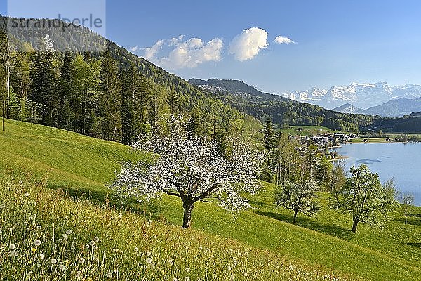 Ausblick auf Morgarten am Ägerisee  davor ein blühender Kirschbaum hinten die schneebedeckten Alpen  Oberägeri  Kanton Zug  Schweiz  Europa