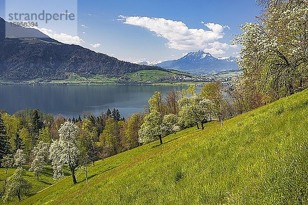 Ausblick auf den Zugersee und den Pilatus  davor blühende Birnbäume (Pyrus communis)  Walchwil  Kanton Zug  Schweiz  Europa