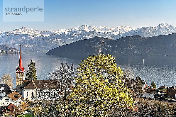 Feriendestination am Vierwaldstättersee mit Pfarrkirche St. Maria hinten die schneebedeckten Alpen  Weggis  Kanton Luzern  Schweiz  Europa