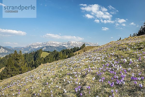 Wiese mit blühenden lila Krokussen (Crocus)  Berglandschaft  Rämisgummen  Emmental  Kanton Bern  Schweiz  Europa