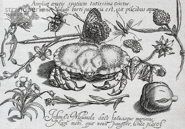 Pflanzen- und Insekten-Stilleben mit Krabbe  Kupferstich von Justus Sadeler nach Joris Hoefnagel  aus Archetypa  1614