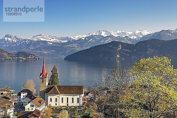 Feriendestination am Vierwaldstättersee mit Pfarrkirche St. Maria hinten die schneebedeckten Alpen  Weggis  Kanton Luzern  Schweiz  Europa