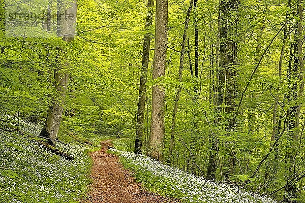 Wanderweg durch Rotbuchenwald (Fagus sylvatica)  mit blühendem Bärlauch (Allium ursinum)  Wildnispark Sihlwald  Kanton Zürich  Schweiz  Europa