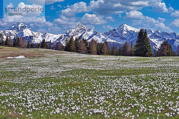 Maiensäss mit blühenden Krokussen  dahinter die schneebedeckten Berge Piz Ela  Corn da Tinizong  Piz Mitgel  Davos  Kanton Graubünden  Schweiz  Europa