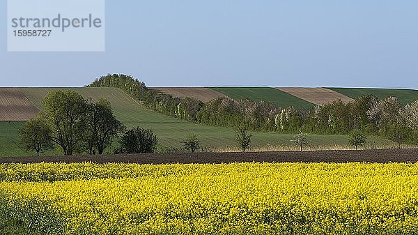 Kulturlandschaft mit blühendem Rapsfeld (Brassica napus) und angesähten Feldern  Niederösterreich  Österreich  Europa