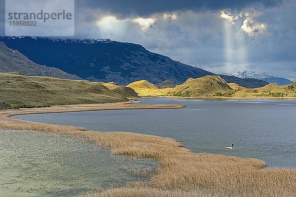 Lagune mit Sumpfgras  Nationalpark Patagonien  Chacabuco-Tal bei Cochrane  Region Aysen  Patagonien  Chile  Südamerika