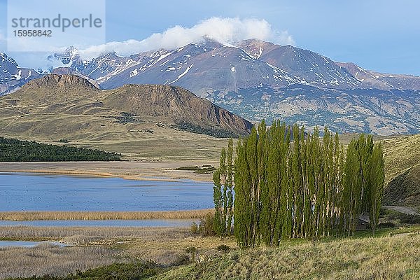 Pappelbäume vor den Anden  Nationalpark Patagonien  Chacabuco-Tal bei Cochrane  Region Aysen  Patagonien  Chile  Südamerika