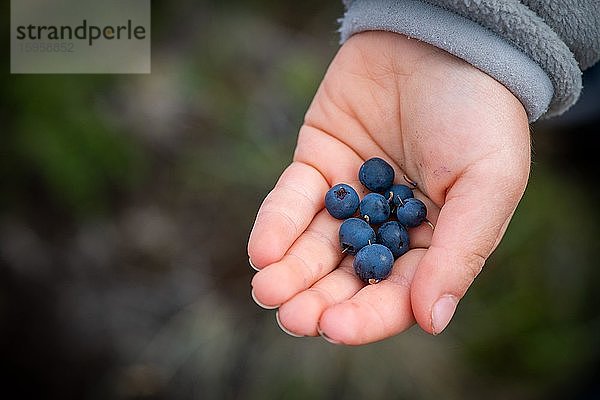 Kinderhand hält reife Heidelbeeren  Blaubeeren (Vaccinium myrtillus)  Südisland  Island  Europa