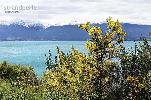 Gelbe Ginsterbüsche vor dem General Carrera-See  Puerto Rio Tranquilo  Region Aysen  Patagonien  Chile  Südamerika
