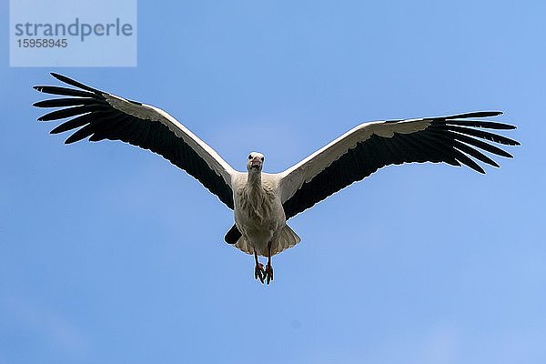 Weißstorch (Ciconia ciconia) im Flug  Deutschland  Europa