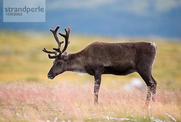 Rentier (rangifer tarandus) steht im Gras  Fjell  Schweden  Europa