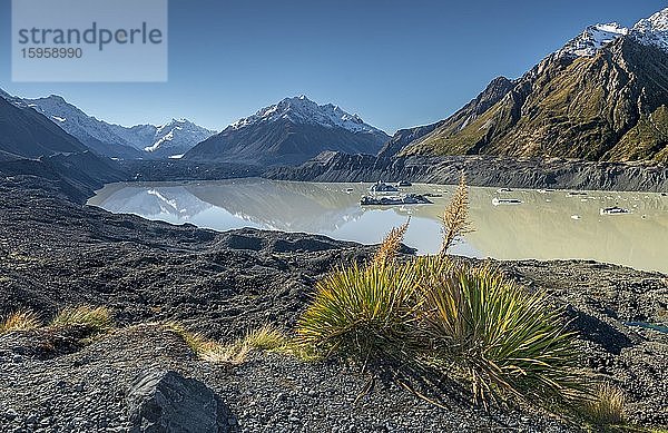 Neuseeländer Flachs Neuseelandflachs (Phormium tenax  maori: Harakeke) vor dem Hooker Lake  Aoraki  Mt Cook National Park  Twizel  Canterbury  Neuseeland  Ozeanien