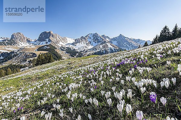 Blühende Krokuswiese beim Gurnigelpass  Berner Alpen mit Nünenenflue  Gantrisch  Berg Ochsen  Berner Oberland  Kanton Bern  Schweiz  Europa