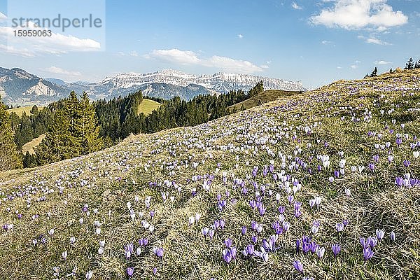 Wiese mit blühenden lila Krokussen (Crocus)  Berglandschaft  Rämisgummen  Emmental  Kanton Bern  Schweiz  Europa