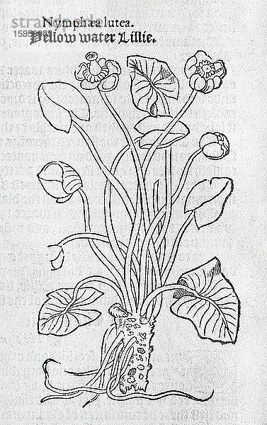 Seerosen (Nymphaea)  Holzschnitt  aus A new herbal or historie of plants von Rembert Dodoens (1516-1585)  London  England  1578