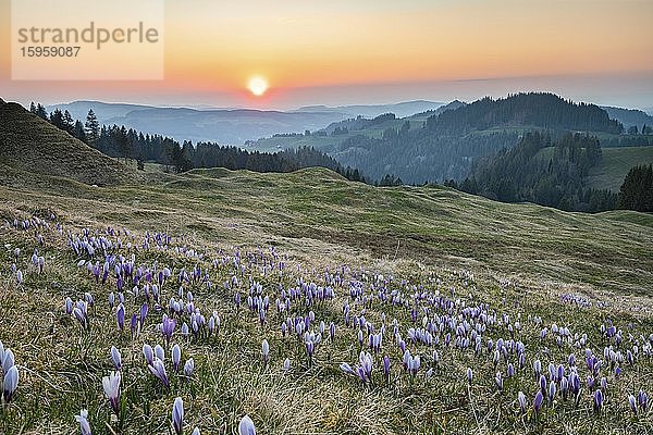 Wiese mit blühenden lila Krokussen (Crocus) bei Sonnenuntergang  Rämisgummen  Emmental  Kanton Bern  Schweiz  Europa