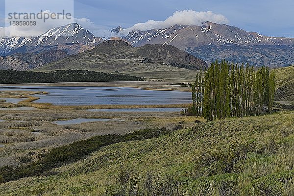 Pappelbäume vor den Anden  Nationalpark Patagonien  Chacabuco-Tal bei Cochrane  Region Aysen  Patagonien  Chile  Südamerika