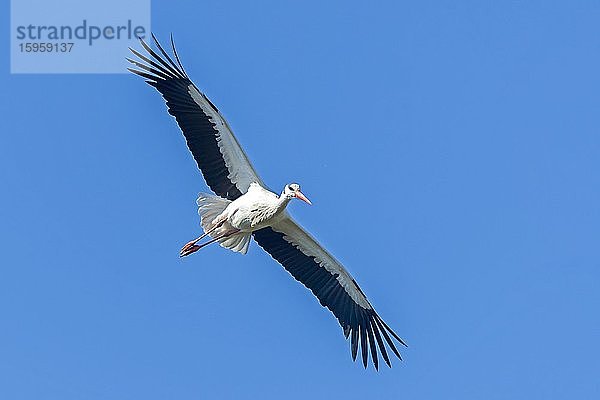 Weißstorch (Ciconia ciconia) im Flug  Deutschland  Europa