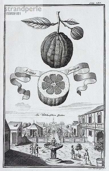 Zitrusfrucht  Wölcker-Garten  Nürnberg  Kupferradierung von Johann Christoph Volkamer  aus Nürnbergische Hesperides  Nürnberg 1708