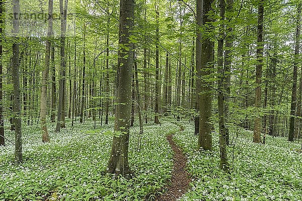 Blühender Bärlauch (Allium ursinum)  Weg  Buchenwald  Sihlwald bei Zürich  Kanton Zürich  Schweiz  Europa