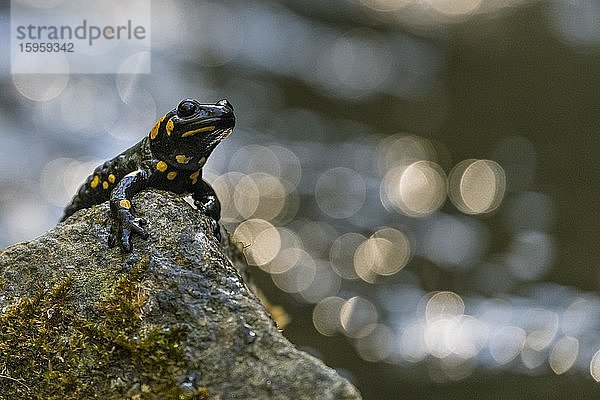 Feuersalamander (Salamandra salamandra) sitzt auf Stein  Nationalpark Thayatal  Niederösterreich  Österreich  Europa