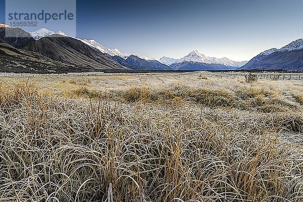 Rauhreif auf vertrocknetem Gras  Aoraki  Mount Cook Nationalpark  Südalpen  Twizel  Canterbury  Neuseeland  Ozeanien