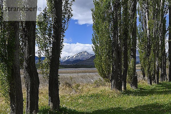 Pappelbäume vor den Anden  Nationalpark Patagonien  Chacabuco-Tal bei Cochrane  Region Aysen  Patagonien  Chile  Südamerika