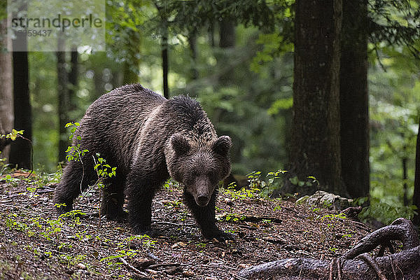 Europäischer Braunbär  Ursus arctos im Wald von Notranjska in Slowenien