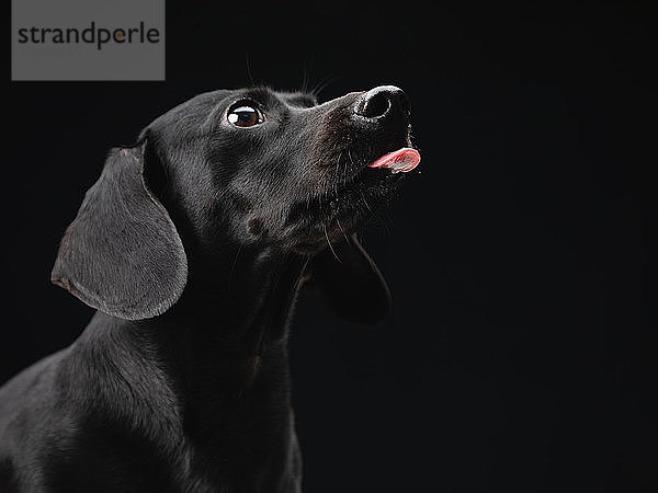 Porträt eines aufmerksamen schwarzen Daschundhundes auf schwarzem Hintergrund.