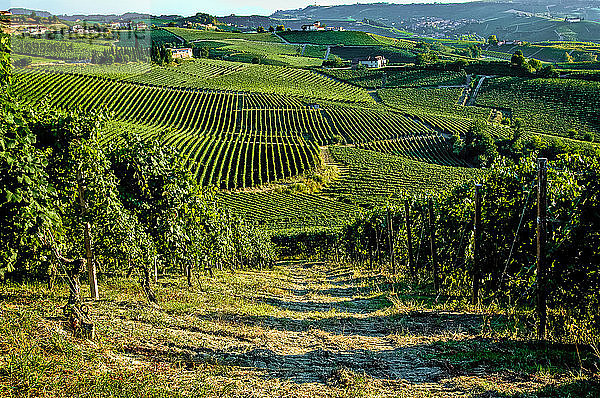 Hügelige Landschaft mit Weinbergen im Piemont  Italien.