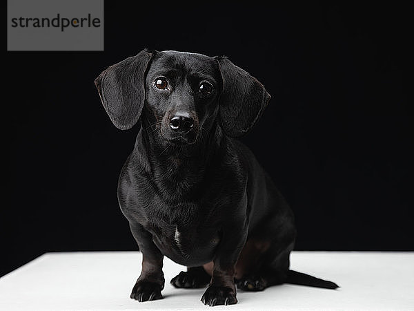 Porträt eines schwarzen Daschundhundes auf schwarzem Hintergrund.